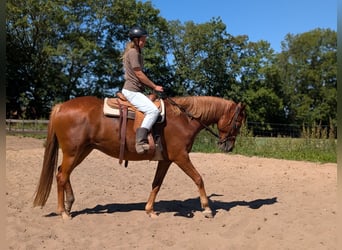 Koń trakeński, Klacz, 6 lat, 167 cm, Kasztanowata