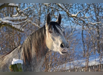 Koń trakeński, Klacz, 6 lat, 167 cm, Siwa