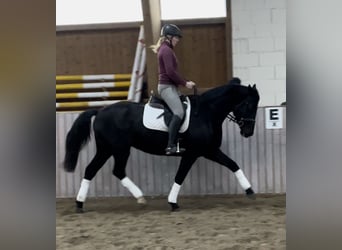 Koń trakeński, Klacz, 6 lat, 168 cm, Kara