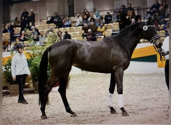 Koń trakeński, Klacz, 6 lat, 169 cm, Ciemnogniada