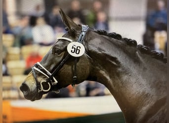 Koń trakeński, Klacz, 6 lat, 169 cm, Ciemnogniada