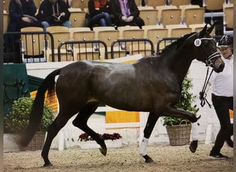 Koń trakeński, Klacz, 6 lat, 169 cm, Ciemnogniada
