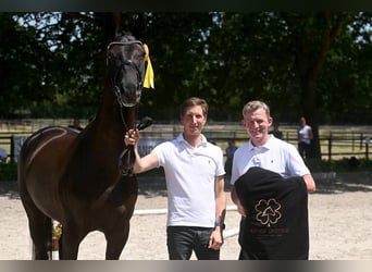 Koń trakeński, Klacz, 6 lat, 170 cm, Kara