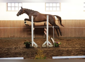 Koń trakeński, Klacz, 6 lat, 170 cm, Skarogniada