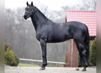 Koń trakeński, Klacz, 6 lat, 170 cm, Skarogniada