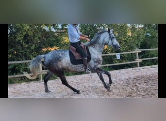 Koń trakeński, Klacz, 6 lat, 174 cm, Siwa jabłkowita
