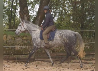 Koń trakeński, Klacz, 6 lat, 174 cm, Siwa jabłkowita