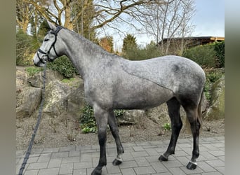 Koń trakeński, Klacz, 6 lat, 175 cm, Siwa