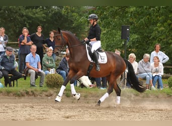 Koń trakeński, Klacz, 6 lat, 176 cm, Gniada