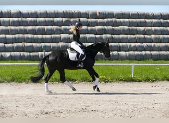 Koń trakeński, Klacz, 6 lat, Skarogniada