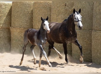 Koń trakeński, Klacz, 7 lat, 163 cm, Siwa