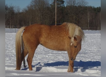 Koń trakeński, Klacz, 7 lat, 164 cm, Izabelowata