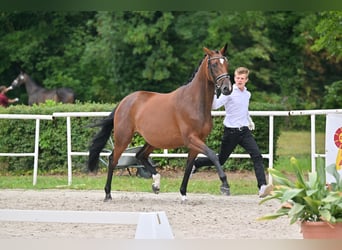 Koń trakeński, Klacz, 7 lat, 165 cm, Gniada