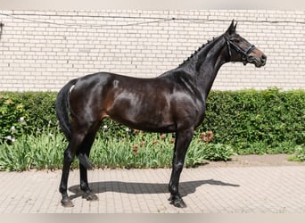 Koń trakeński, Klacz, 7 lat, 167 cm, Ciemnogniada