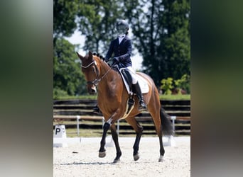 Koń trakeński, Klacz, 7 lat, 168 cm, Ciemnogniada