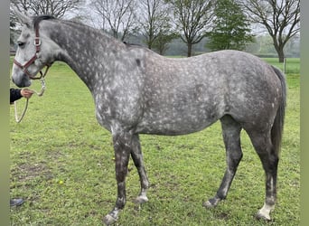 Koń trakeński, Klacz, 7 lat, 168 cm, Siwa jabłkowita
