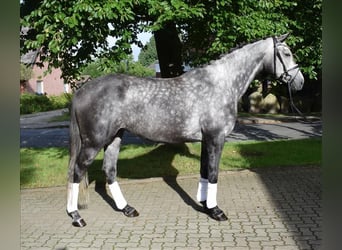 Koń trakeński, Klacz, 7 lat, 168 cm, Siwa