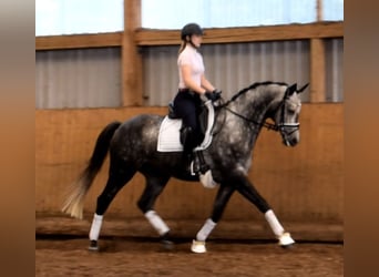 Koń trakeński, Klacz, 7 lat, 168 cm, Siwa