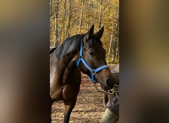 Koń trakeński, Klacz, 7 lat, 170 cm, Ciemnogniada