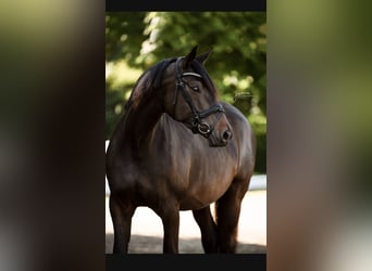 Koń trakeński, Klacz, 7 lat, 172 cm, Skarogniada