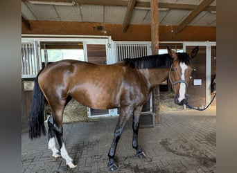 Koń trakeński, Klacz, 7 lat, 175 cm, Gniada
