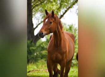 Koń trakeński, Klacz, 7 lat, 175 cm, Kasztanowata