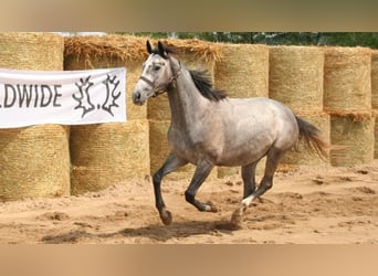 Koń trakeński, Klacz, 8 lat, 161 cm, Siwa