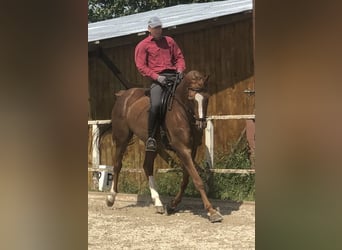 Koń trakeński, Klacz, 8 lat, 168 cm, Kasztanowata