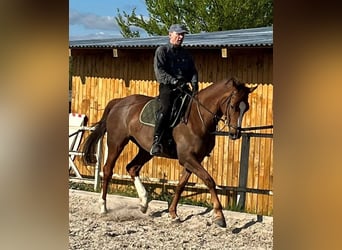 Koń trakeński, Klacz, 8 lat, 168 cm, Kasztanowata