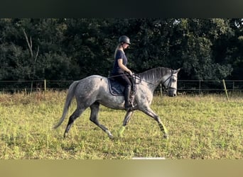 Koń trakeński, Klacz, 8 lat, 168 cm, Siwa jabłkowita