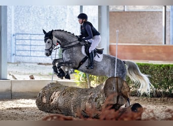 Koń trakeński, Klacz, 8 lat, 168 cm, Siwa jabłkowita