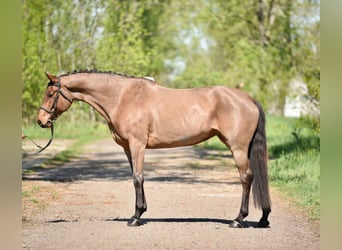 Koń trakeński, Klacz, 8 lat, 170 cm, Gniada