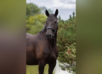 Koń trakeński, Klacz, 8 lat, 170 cm, Skarogniada