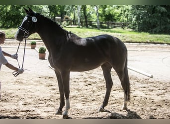 Koń trakeński, Klacz, 8 lat, 173 cm, Kara