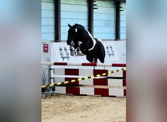 Koń trakeński, Klacz, 8 lat, Srokata