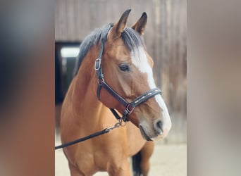 Koń trakeński Mix, Klacz, 9 lat, 155 cm, Gniada