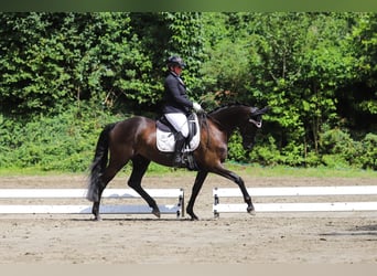 Koń trakeński, Klacz, 9 lat, 162 cm, Kara