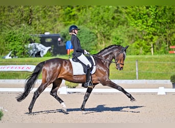 Koń trakeński, Klacz, 9 lat, 168 cm, Ciemnogniada