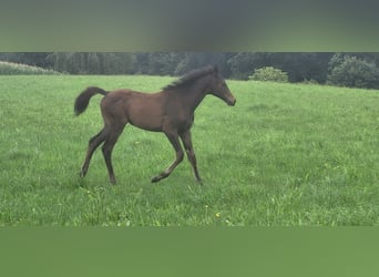 Koń trakeński, Klacz, Źrebak (05/2025), 165 cm, Ciemnogniada
