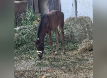 Koń trakeński, Klacz, Źrebak (05/2025), 165 cm, Ciemnogniada