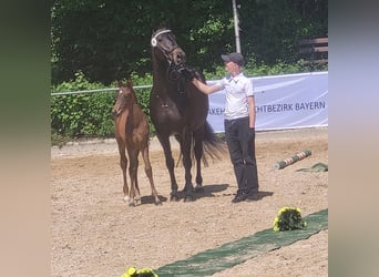 Koń trakeński, Klacz, Źrebak (05/2025), 165 cm, Ciemnogniada