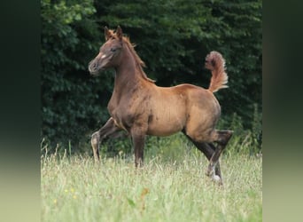 Koń trakeński, Klacz, Źrebak (05/2024), 165 cm, Ciemnokasztanowata