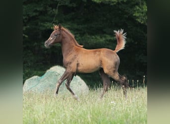 Koń trakeński, Klacz, Źrebak (05/2024), 165 cm, Ciemnokasztanowata