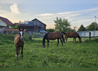 Koń trakeński, Klacz, Źrebak (03/2024), 165 cm, Ciemnokasztanowata