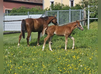 Koń trakeński, Klacz, Źrebak (03/2024), 165 cm, Ciemnokasztanowata