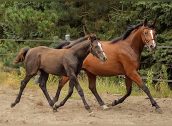 Koń trakeński, Klacz, Źrebak (05/2024), 165 cm, Siwa