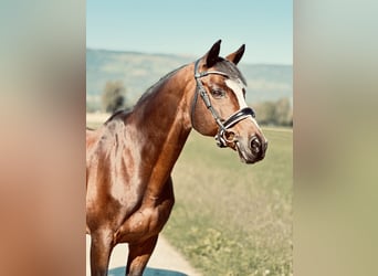 Koń trakeński, Ogier, 15 lat, 164 cm, Ciemnogniada