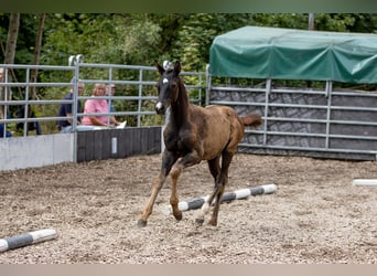 Koń trakeński, Ogier, 1 Rok, 165 cm, Ciemnogniada