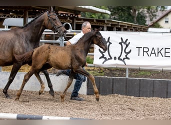 Koń trakeński, Ogier, 1 Rok, 165 cm, Ciemnogniada