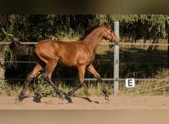 Koń trakeński, Ogier, 1 Rok, 165 cm, Gniada